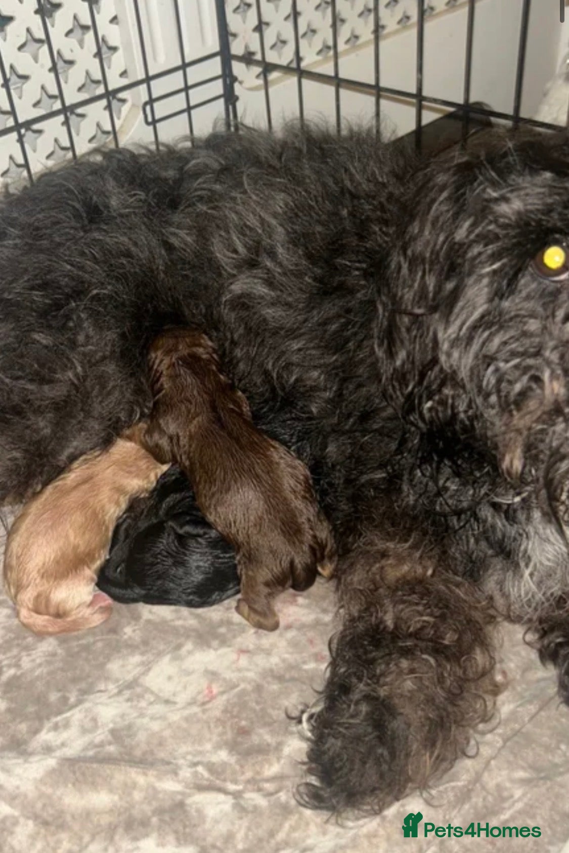 Mixed Breed dogs Stunning Maltipoos - Advert 1