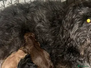 Mixed Breed dogs Stunning Maltipoos - Advert 1