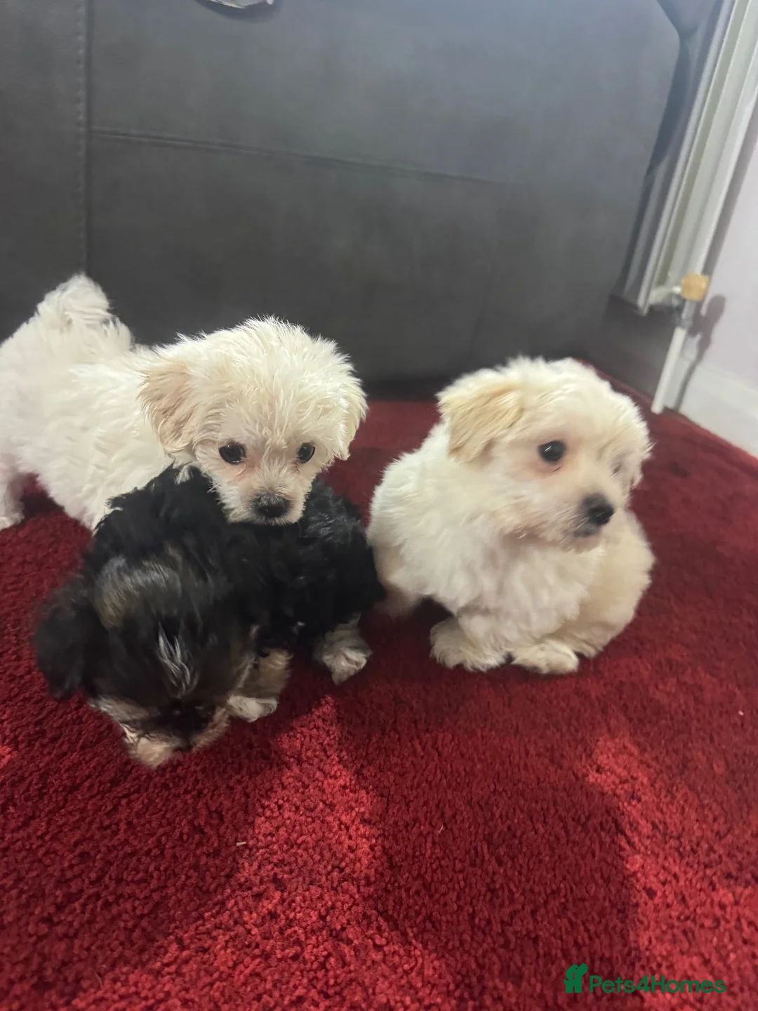 Morkie dogs for sale: 3 morkie puppies  - Advert 1