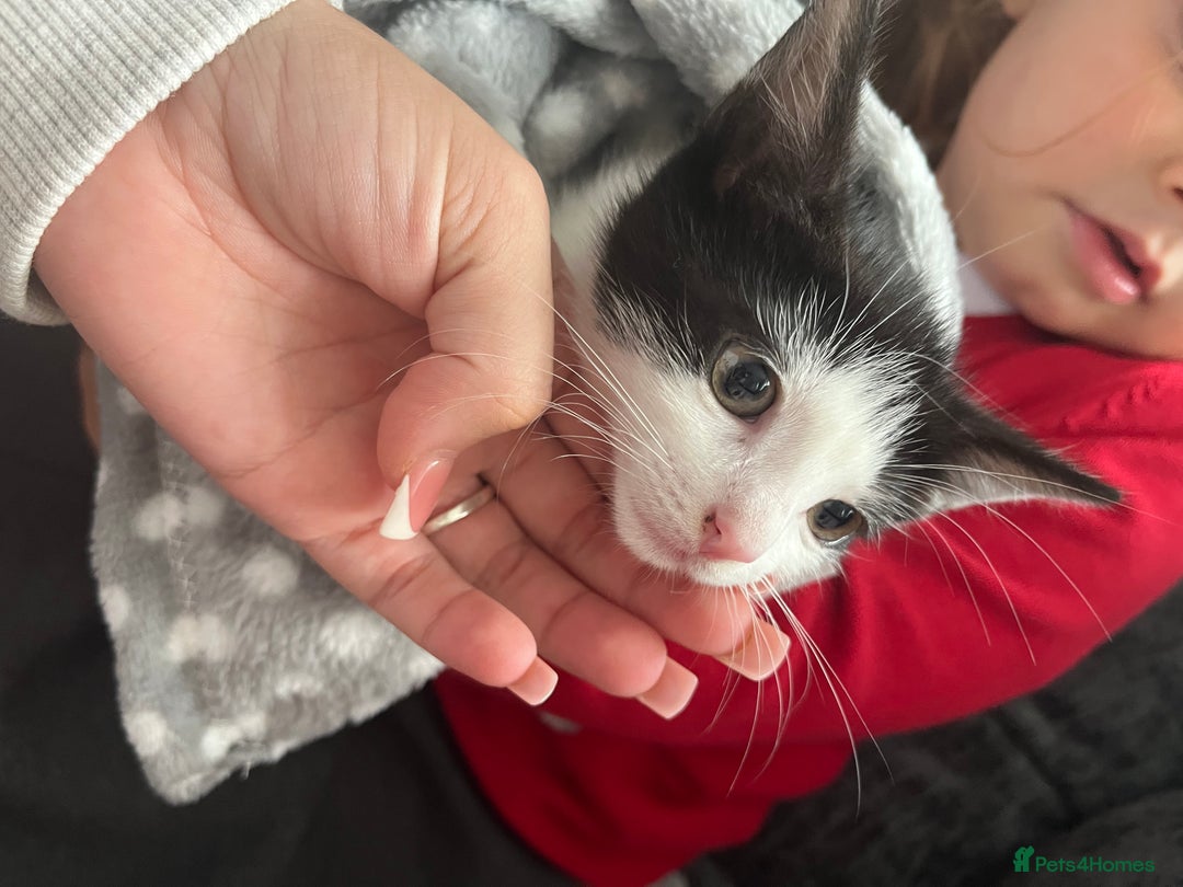Mixed Breed cats for sale: Black & white kitten - Image 4