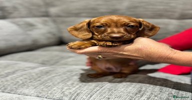 Miniature Dachshund dogs - Advert 3
