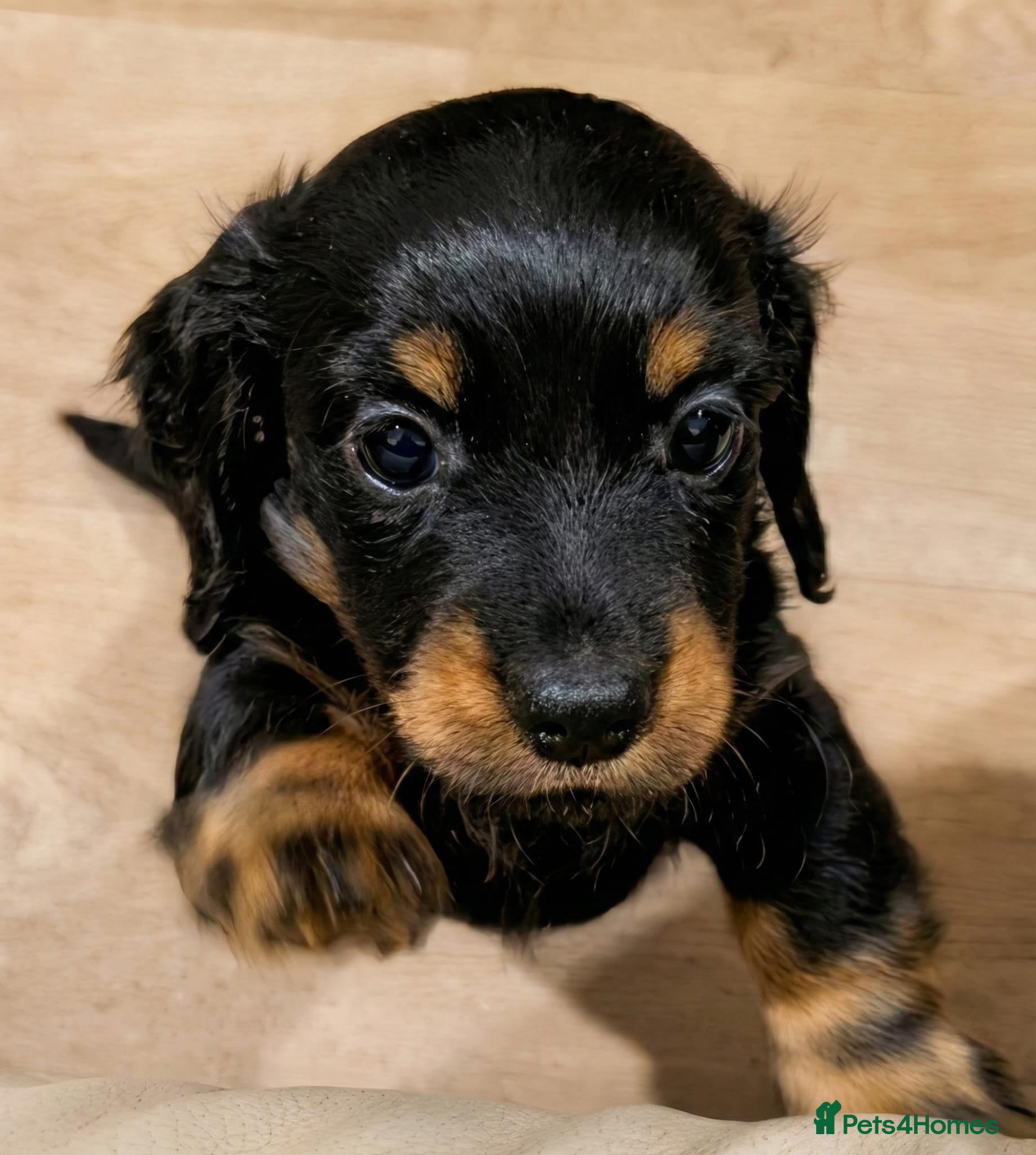 Miniature Dachshund dogs 🐾💙KC Long Haired Little Boy 💙🐾  - Advert 6