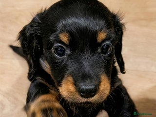Miniature Dachshund dogs 🐾💙KC Long Haired Little Boy 💙🐾 - Advert 14