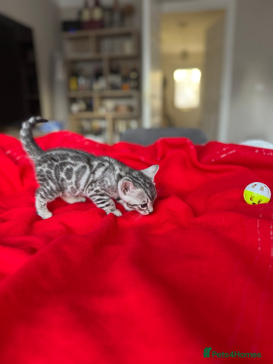 Bengal cats for sale: Purebred Bengal Kittens – Ready for Loving Homes - Advert 22