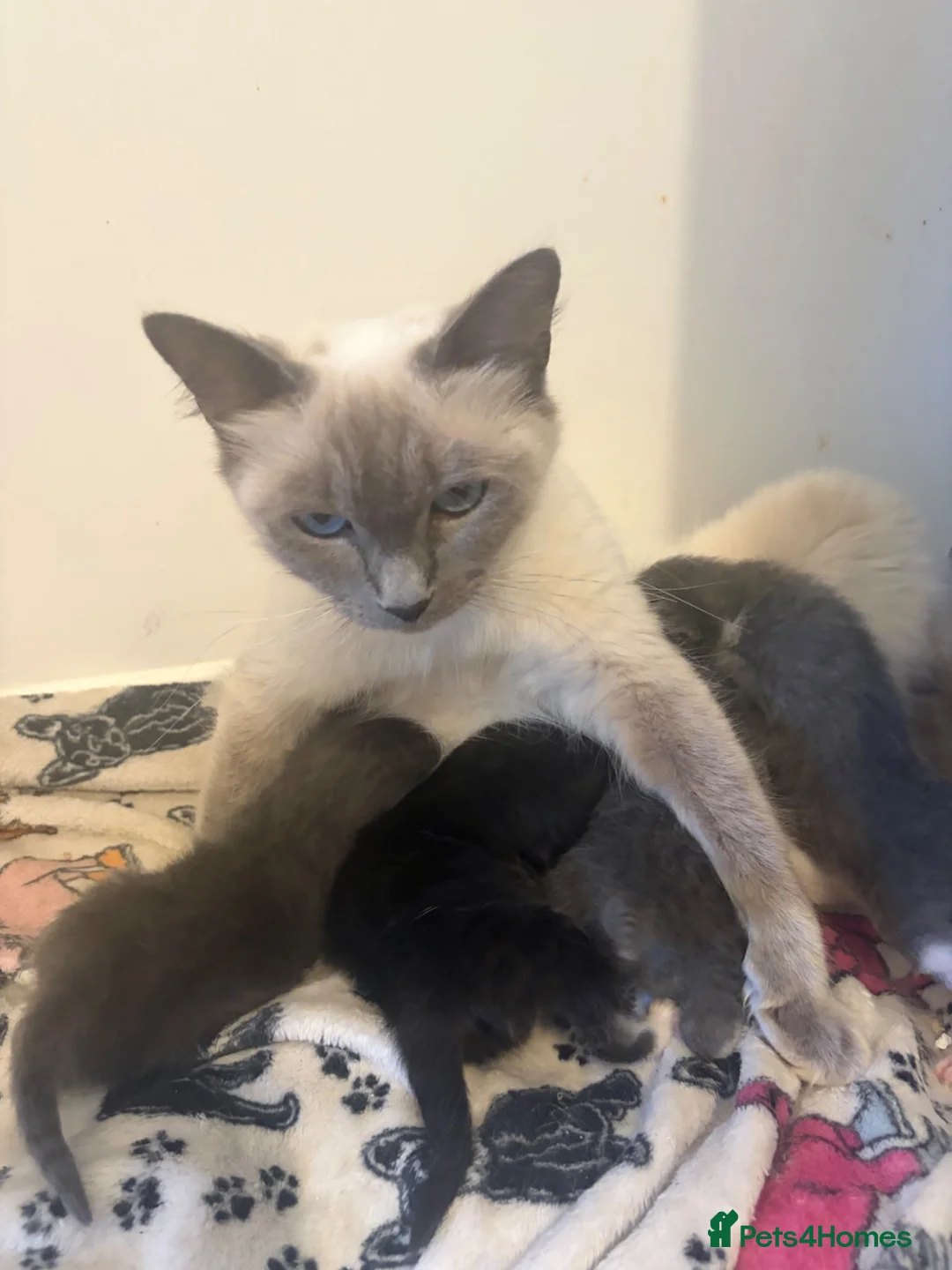 Ragdoll cats for sale: Five beautiful half ragdoll kittens available in Wellingborough - Advert 2