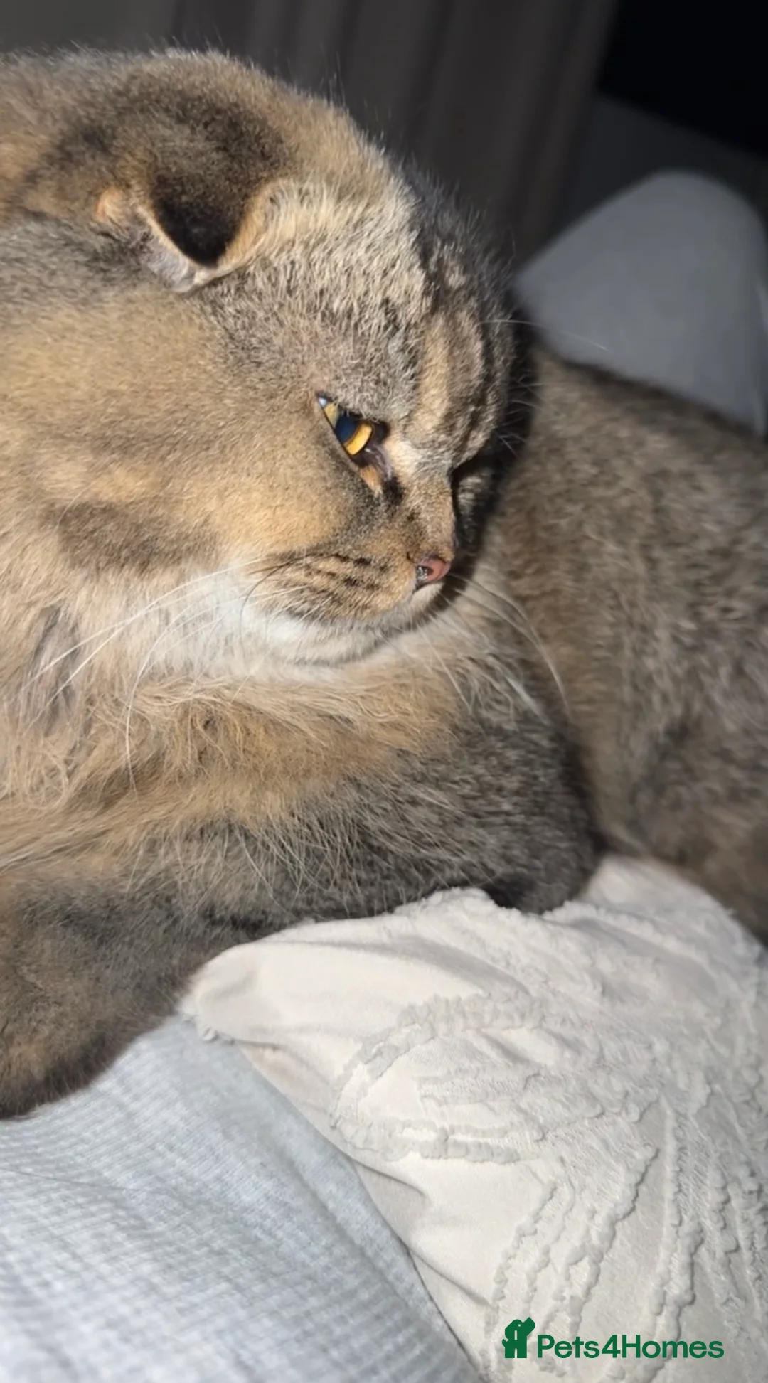 Scottish Fold cats for sale: Longhair Scottish Fold  - Advert 10