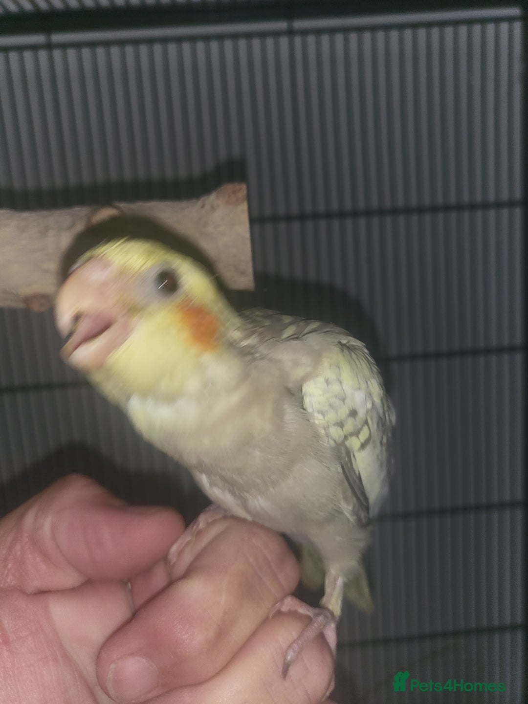 Cockatiels birds for sale: Deposit secures  - Image 1