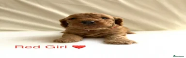 4 Red Girl Cockapoo