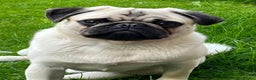 Pug dogs for stud: KC registered Pug for stud  - Advert 5