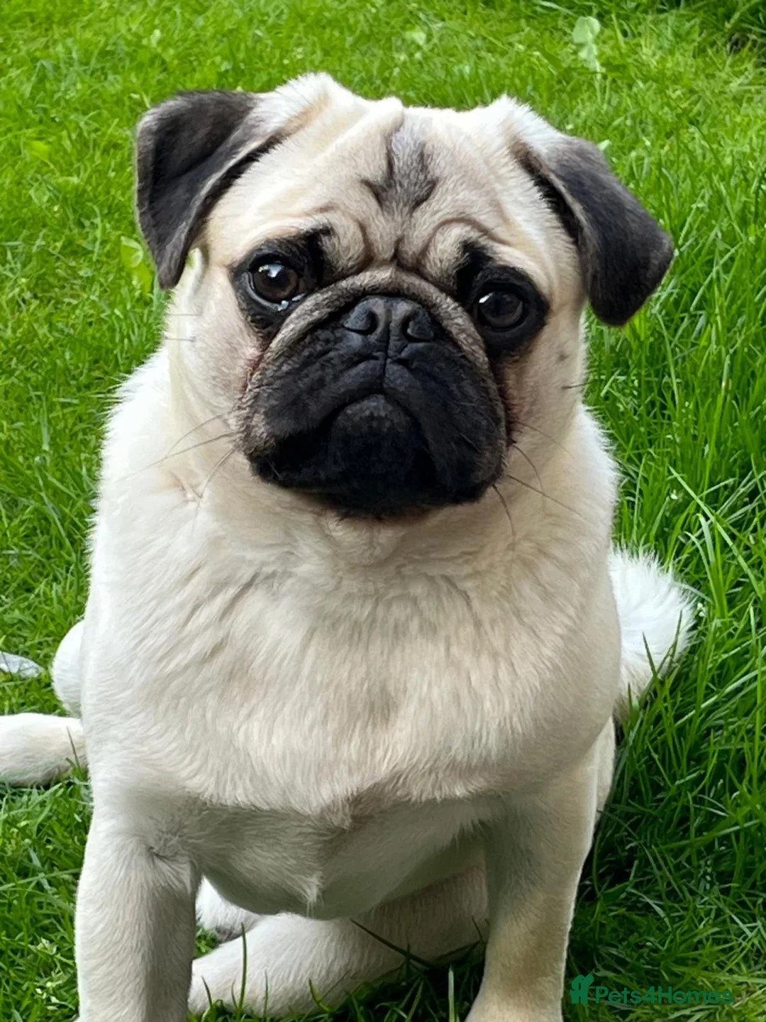 Pug dogs for stud: KC registered Pug for stud  - Advert 5