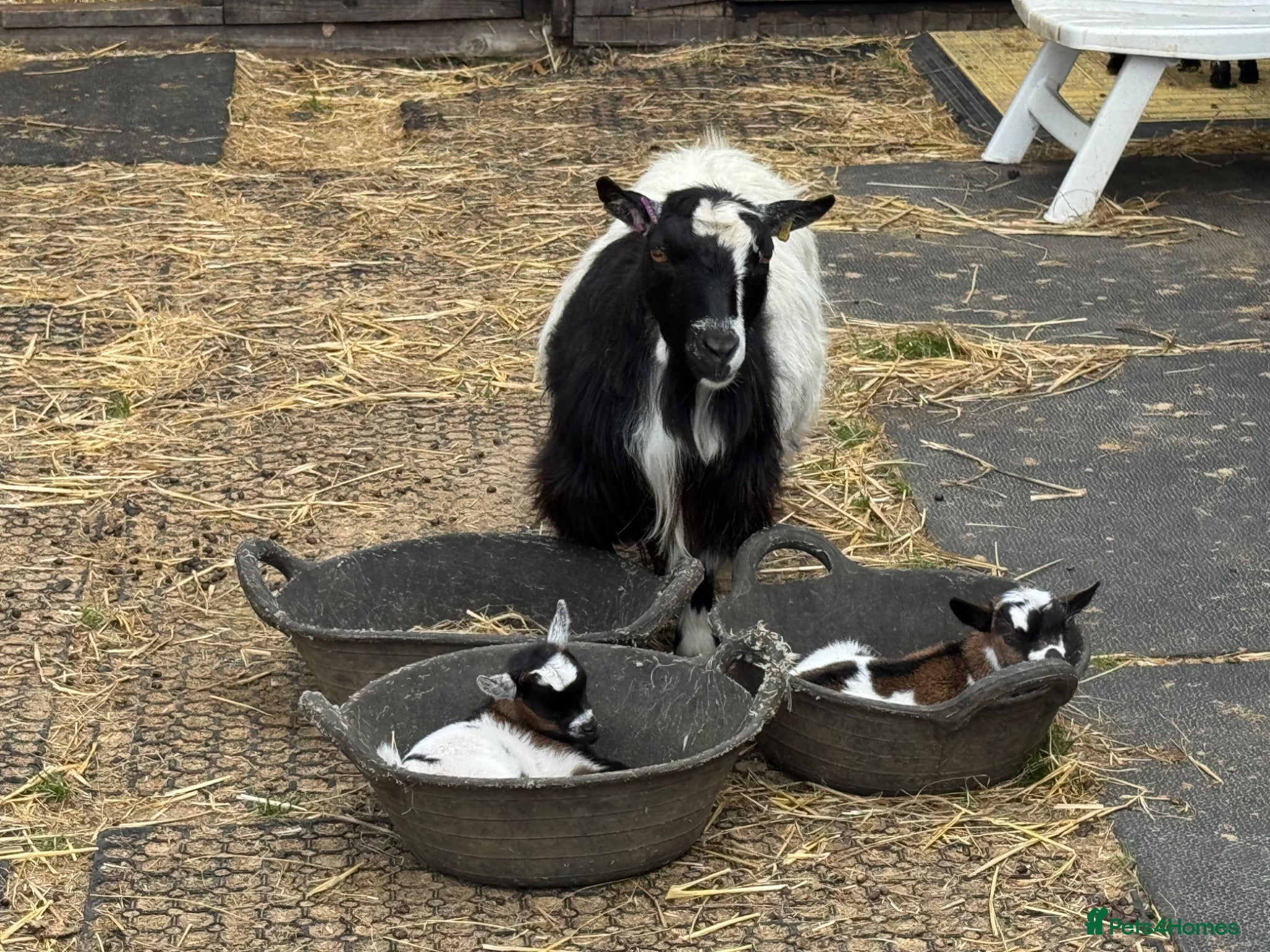 Goats livestock Pure Pygmy goats - castrated males  - Advert 2