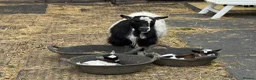 Goats livestock for sale: Pure Pygmy goats - castrated males  in Great Missenden - Advert 1