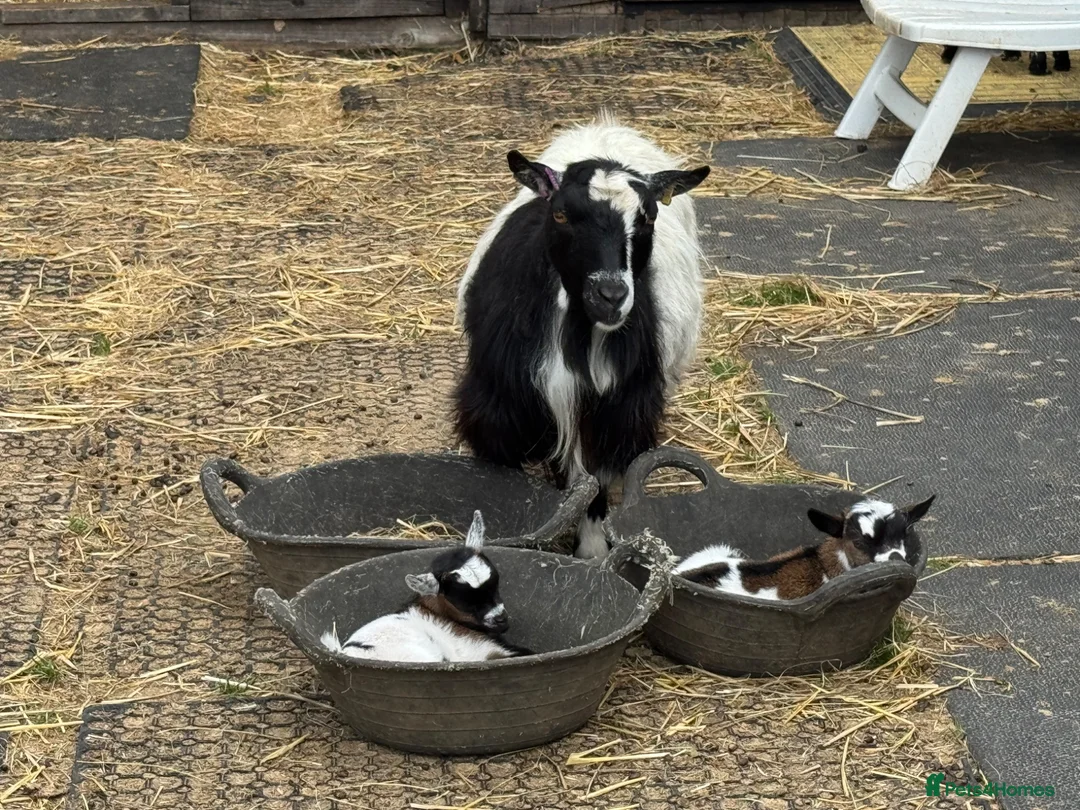 Goats livestock for sale: Pure Pygmy goats - castrated males  in Great Missenden - Advert 1