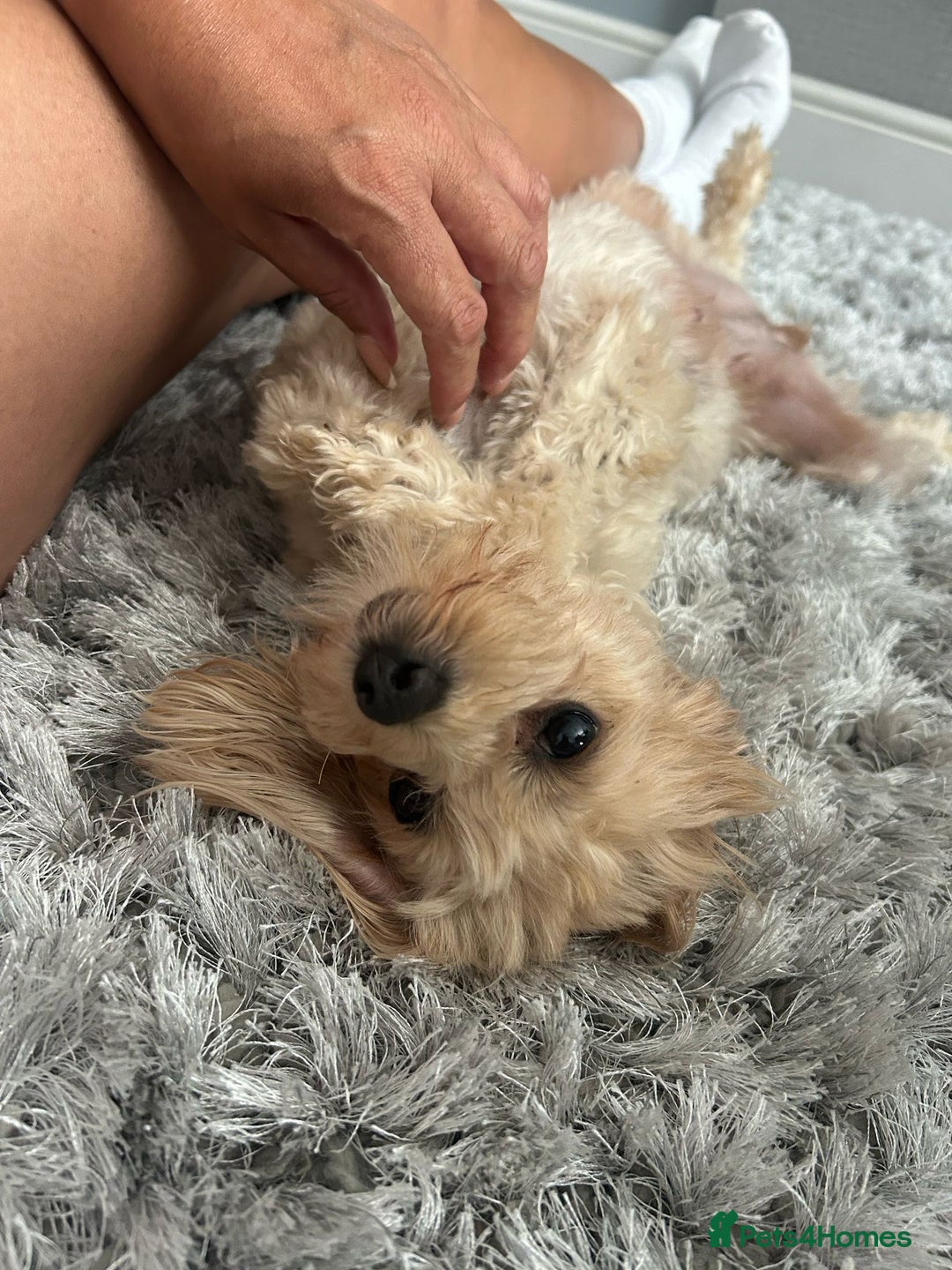Toy Poodle dogs for sale: 🌟TOY POODLES READY FOR THERE FOREVER HOMES 🌟 - Image 8