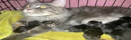 Maine Coon cats for sale: Full Maine Coon Kittens - Advert 2