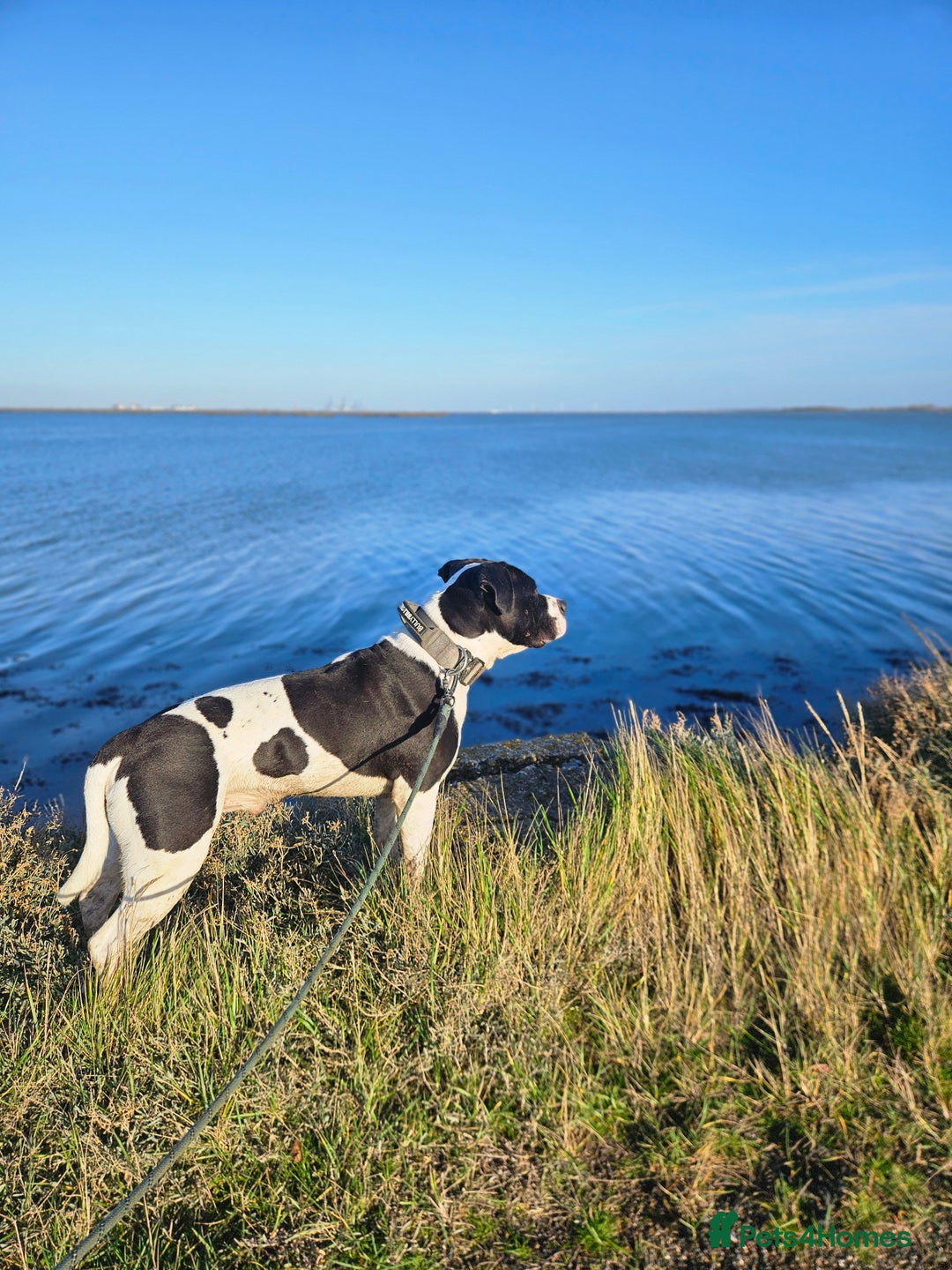 Mixed Breed dogs for stud: Staffy Cross American Bulldof For Stud - Advert 4