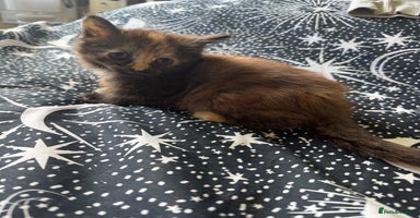 Mixed Breed cats - Advert 5
