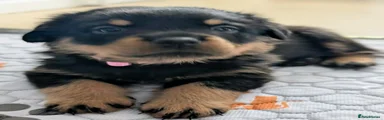Rottweiler 3