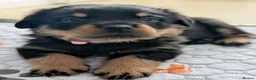 Rottweiler dogs for sale: Rottweiler puppies - Advert 2