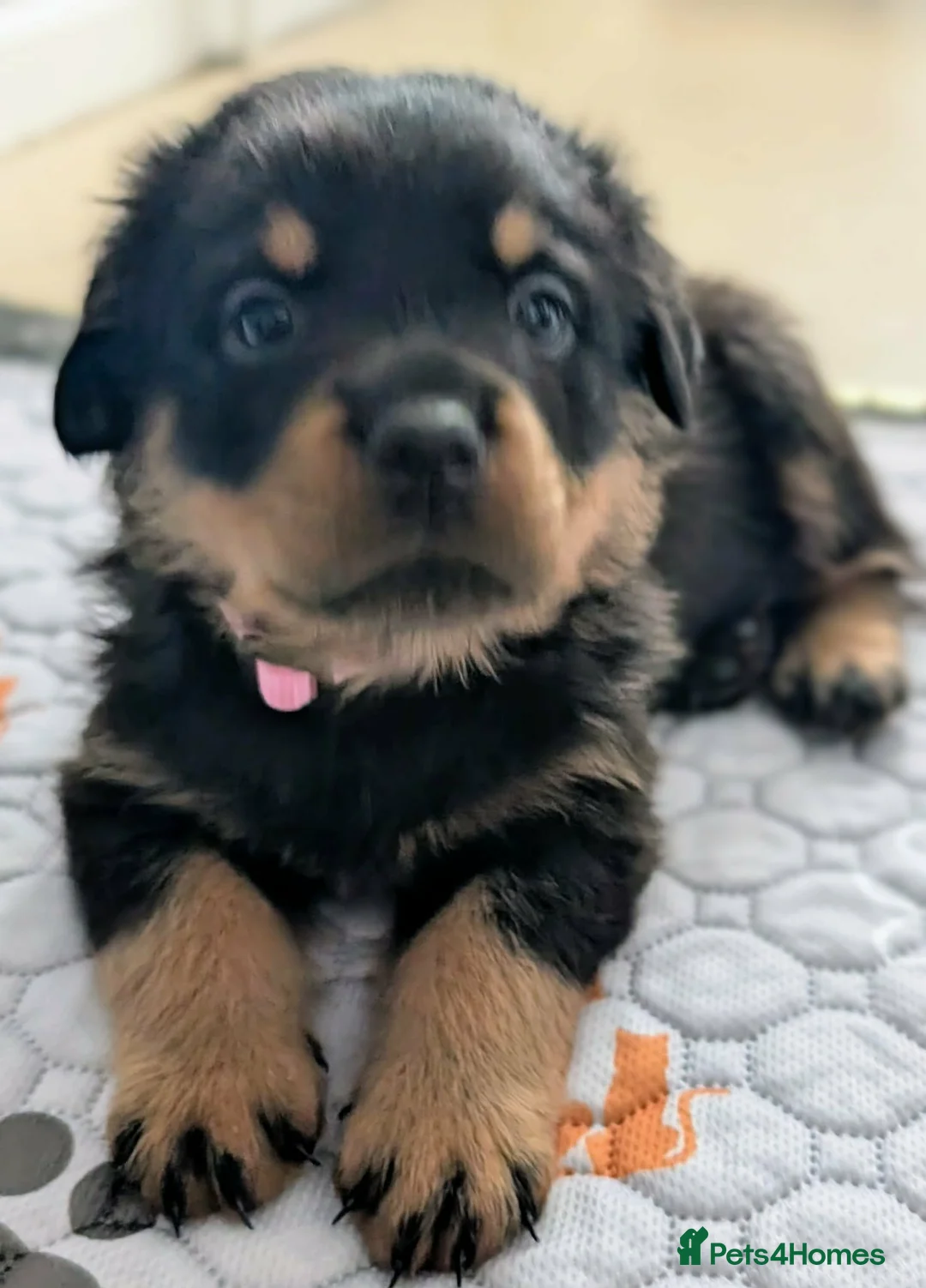 Rottweiler dogs for sale: Rottweiler puppies - Advert 2