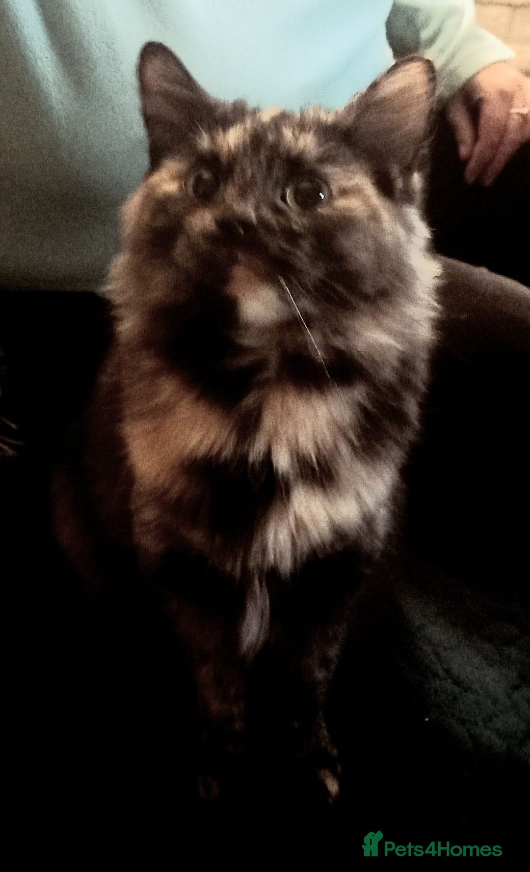 Mixed Breed cats for sale: Loving Home Needed for Peaches * ** * - Advert 2