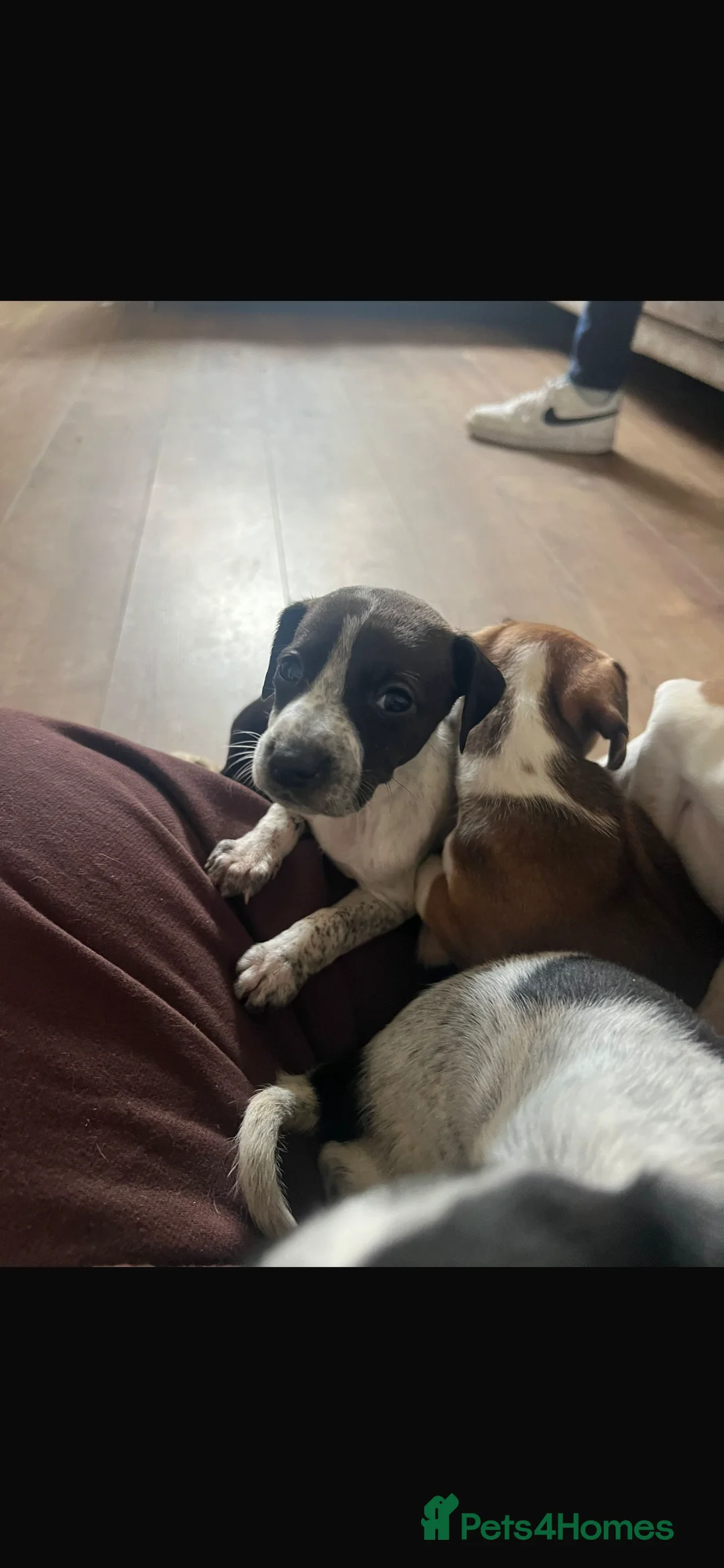 Mixed Breed dogs for sale: Vizsla X Whippet puppies - Advert 1