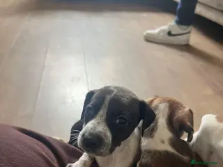 Mixed Breed dogs Vizsla X Whippet puppies - Advert 10