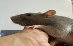 Rat rodents for sale: 2 x young and loving rats + cage + water bottle  - Image 9