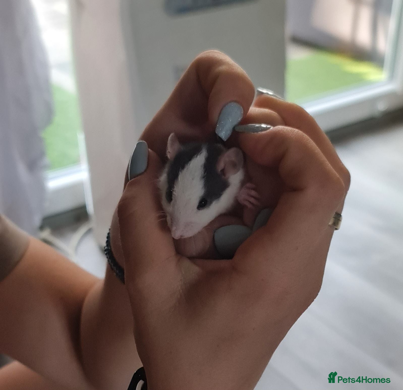 Rat rodents Baby rats looking for forever loved home  - Advert 2