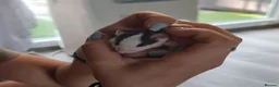 Rat rodents for sale: Baby rats looking for forever loved home  - Advert 2