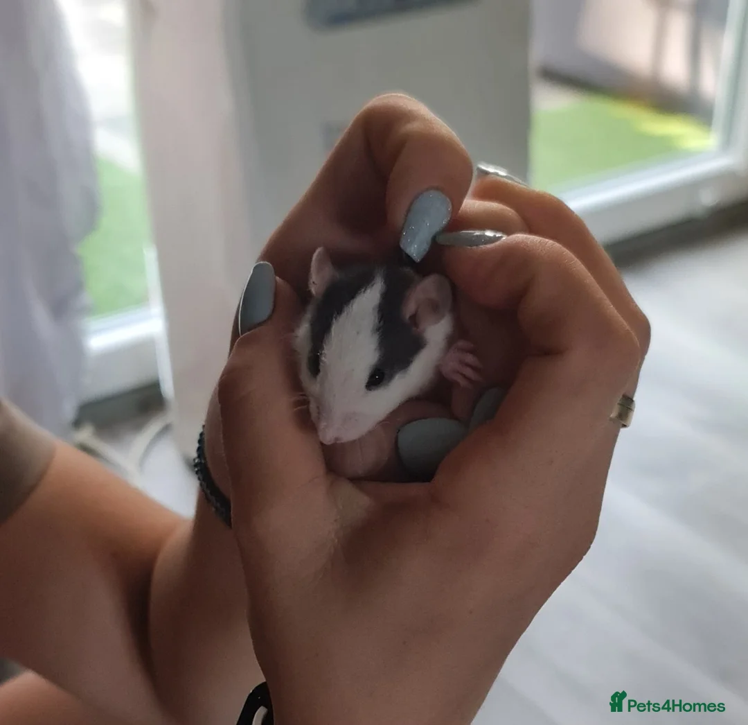 Rat rodents for sale: Baby rats looking for forever loved home  - Advert 2