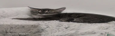 Bengal 2