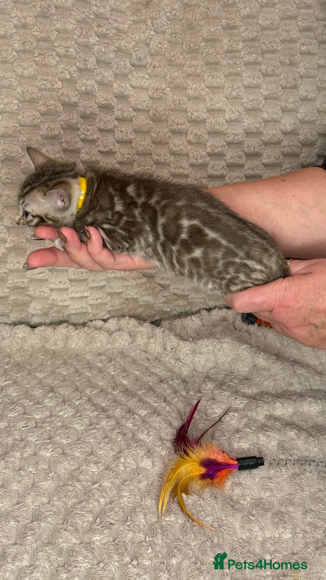 Bengal cats for sale: Pure Bengal kittens for sale  - Advert 2