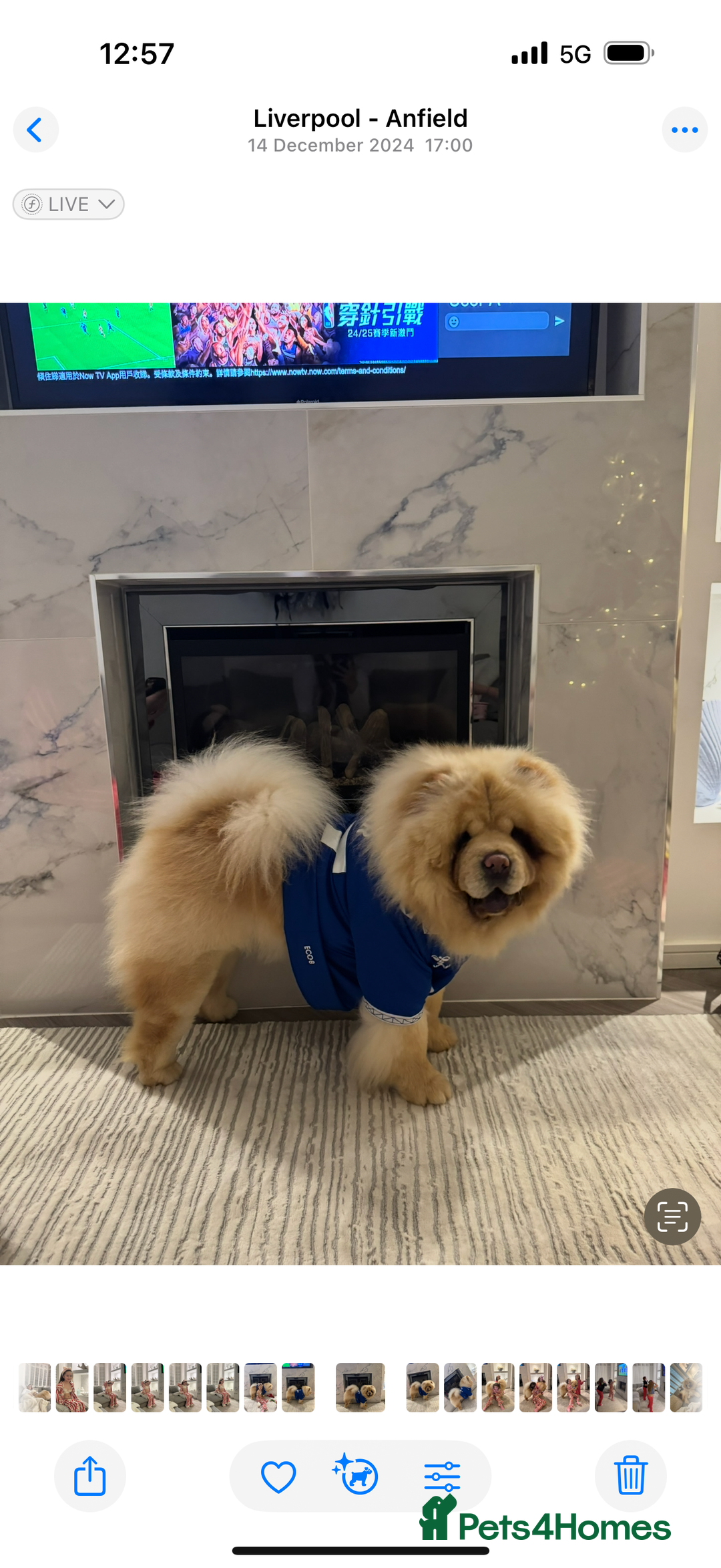 Chow Chow dogs for sale: Chow chow  - Image 5