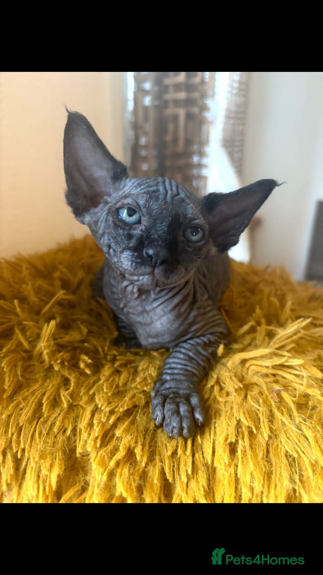 Sphynx cats Hurry up last black boy available 650£ - Advert 2