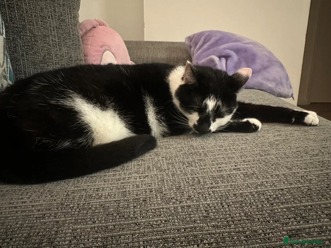 British Shorthair cats for sale: Cookie - FREE in London - Advert 2