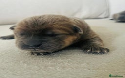 Chow Chow dogs for sale: Gorgeous Chow Chow Puppies Raised in a loving Home - Image 11