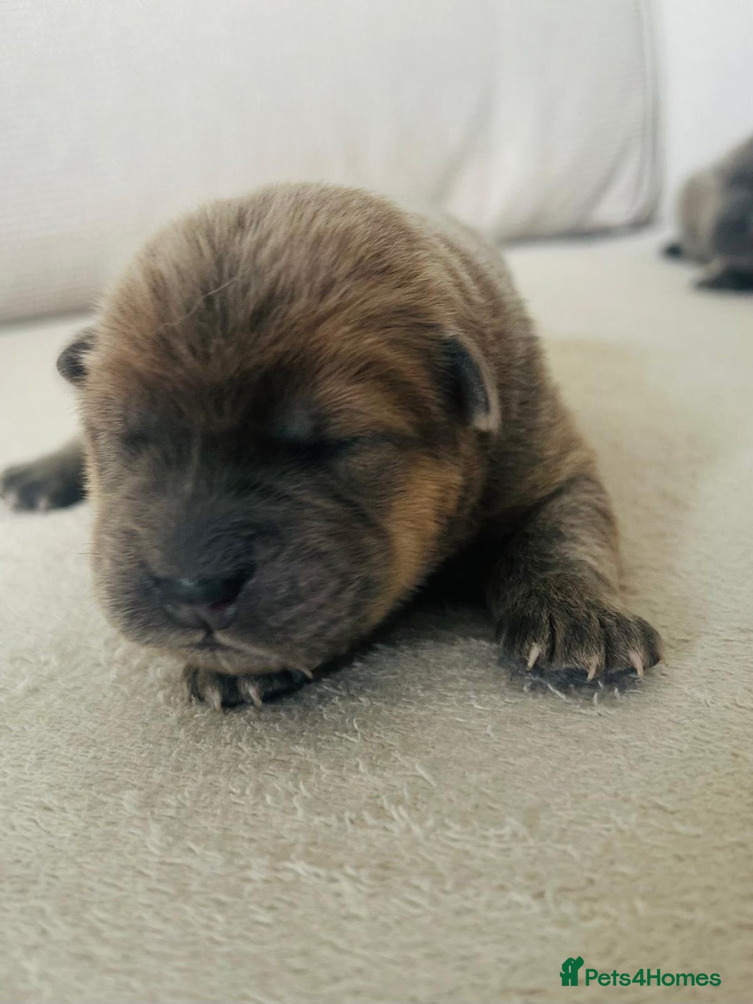 Chow Chow dogs for sale: Gorgeous Chow Chow Puppies Raised in a loving Home - Image 11