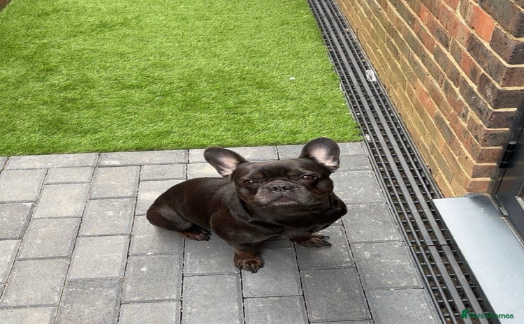 French Bulldog dogs - Advert 8