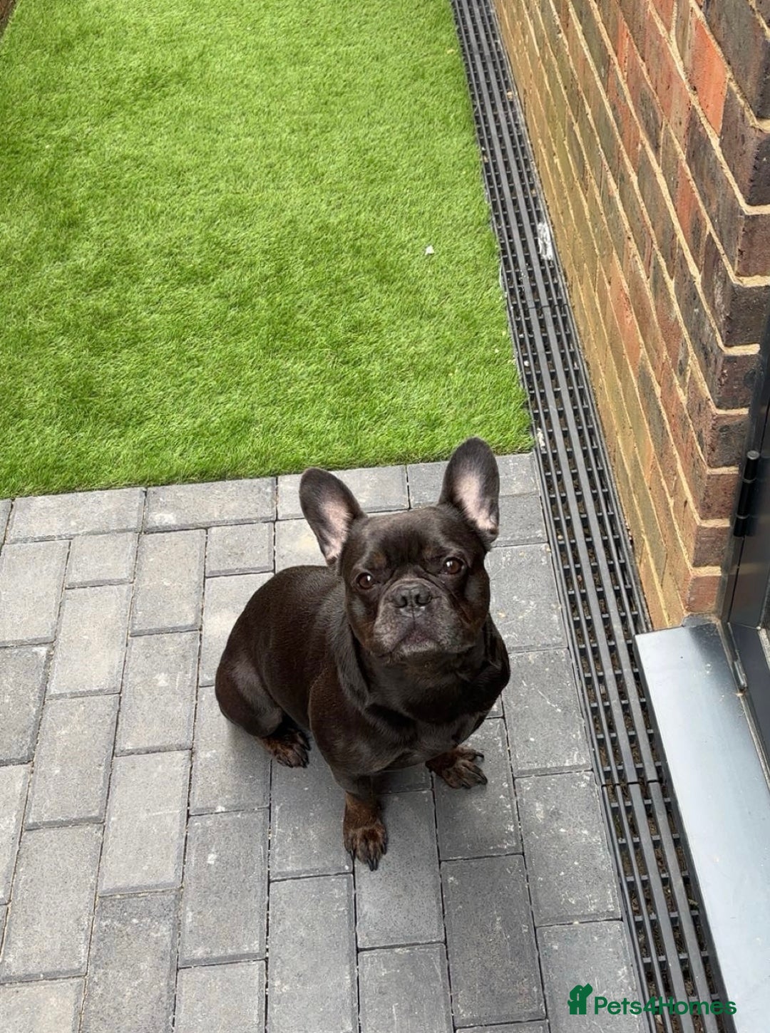 French Bulldog dogs for sale: Beautiful 4 Year Old French Bulldog  - Image 1