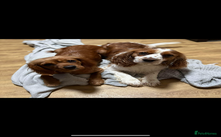 Cavalier King Charles Spaniel dogs - Advert 2