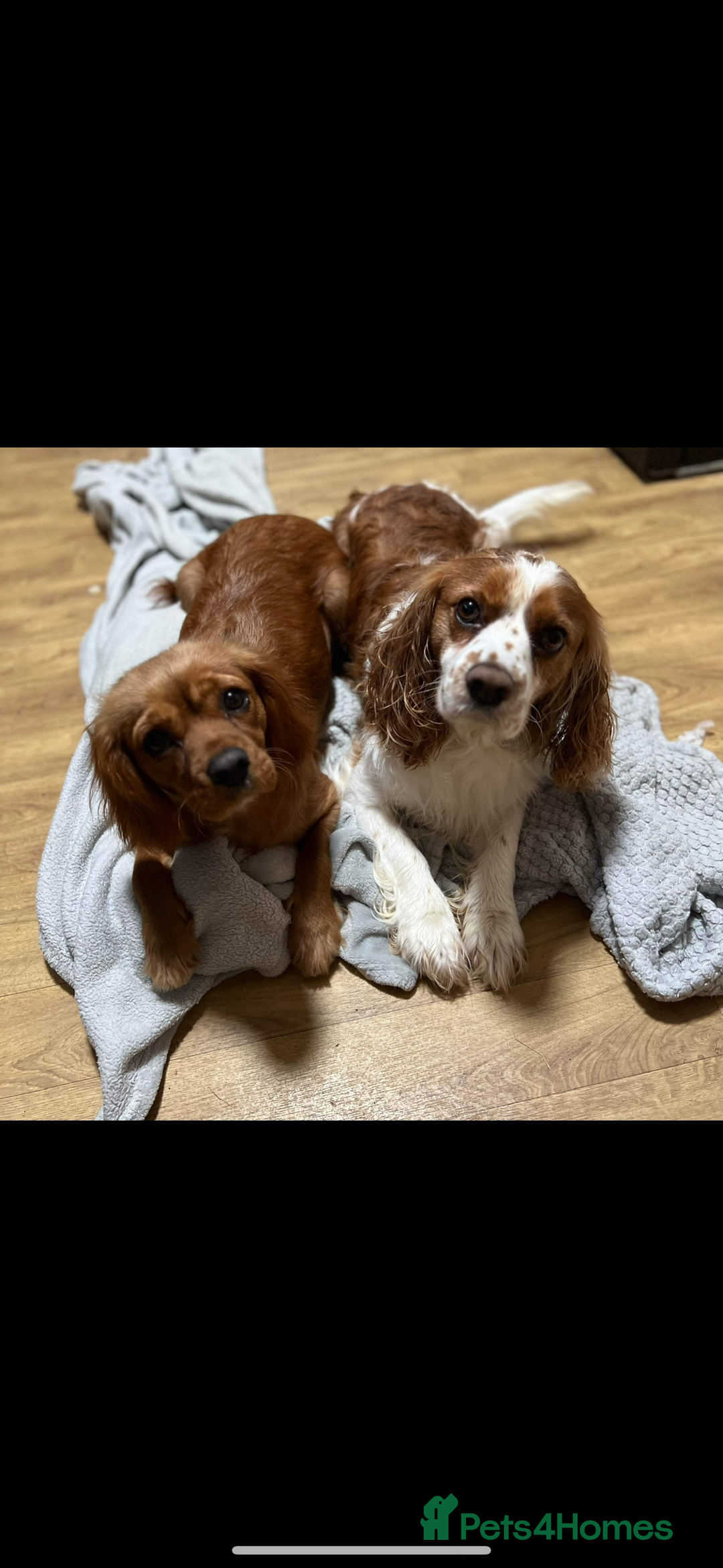 Cavalier King Charles Spaniel dogs for sale: Gorgeous bonded paid of cavalier King Charles - Image 1
