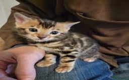 Bengal cats for sale: bengal kittens - Image 3