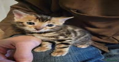 Bengal cats - Advert 13
