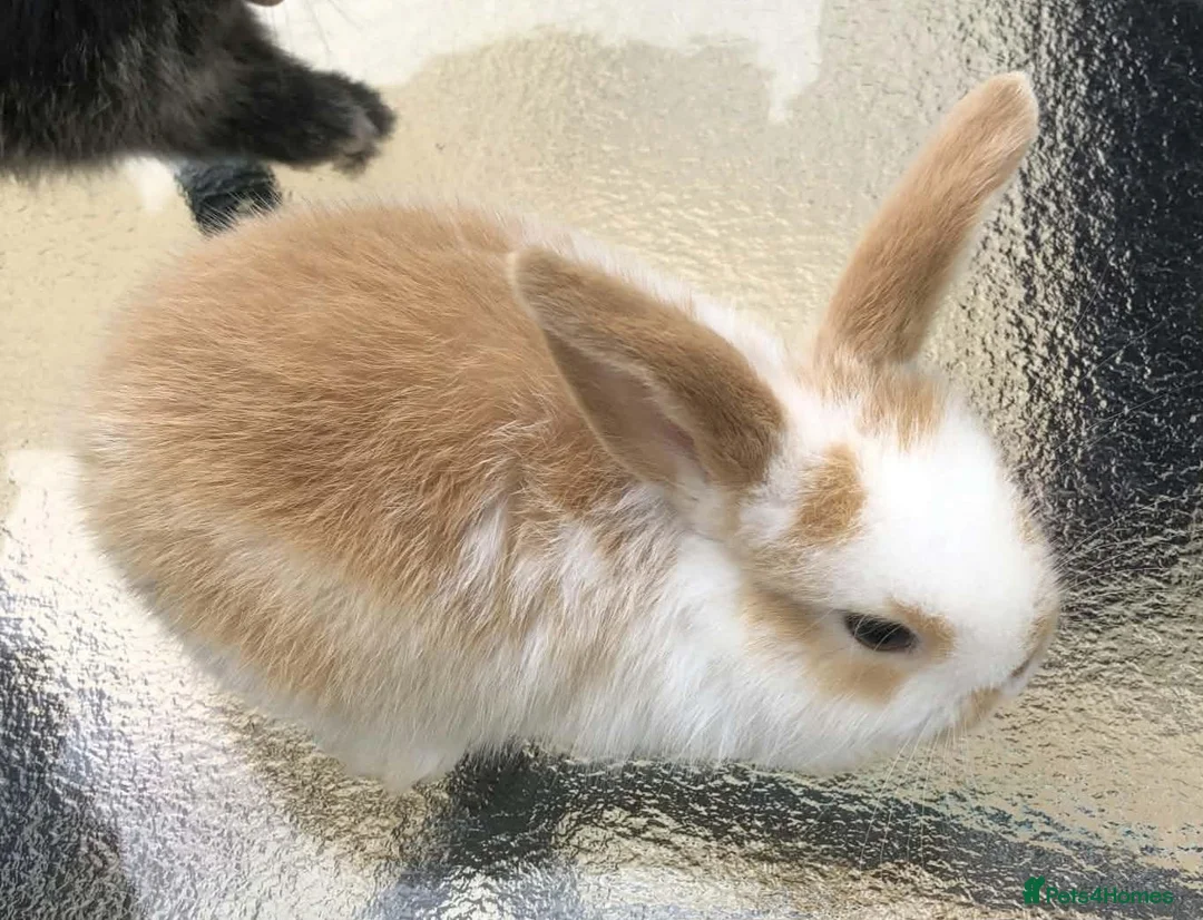Mini Lop rabbits for sale: Mini Lops in Truro - Advert 2
