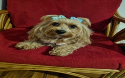 Bichon Frise dogs for sale: 2 Bichon puppies for sale  - Image 20