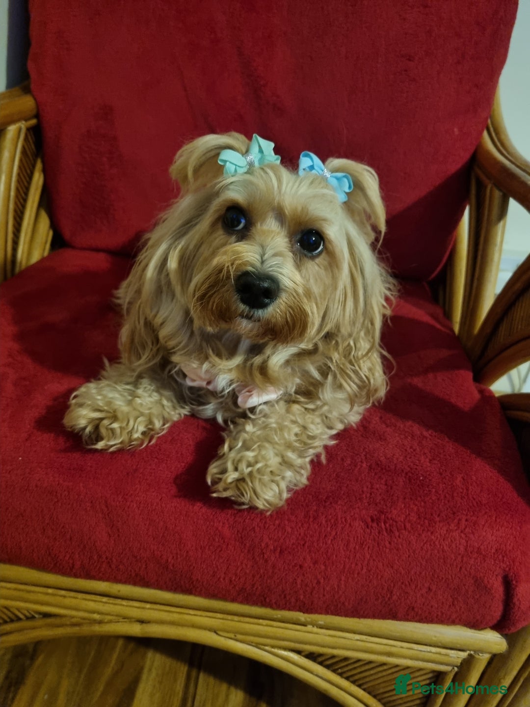 Bichon Frise dogs for sale: 2 Bichon puppies for sale  - Image 20