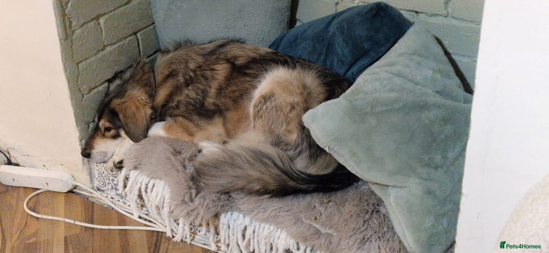 Mixed Breed dogs for sale: 5 Year Old Husky x Collie Girl  - Image 3