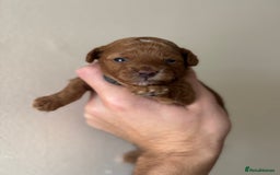 Miniature Poodle dogs for sale: Stunning Miniature Poodles  - Image 4