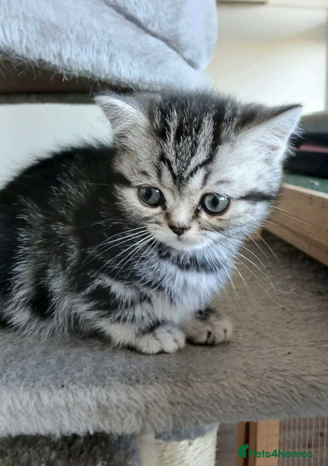 British Shorthair cats for sale: Bsh. Tabby kitten girl. - Advert 2